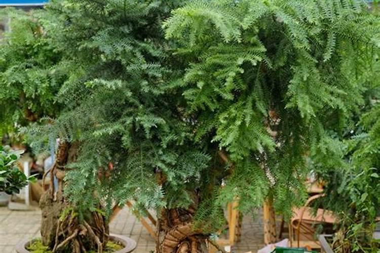 坏的核桃仁可以养花吗