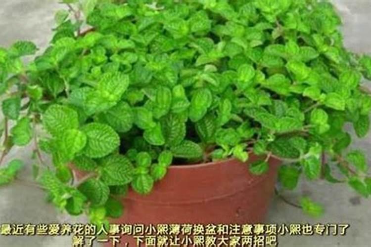 薄荷施什么肥