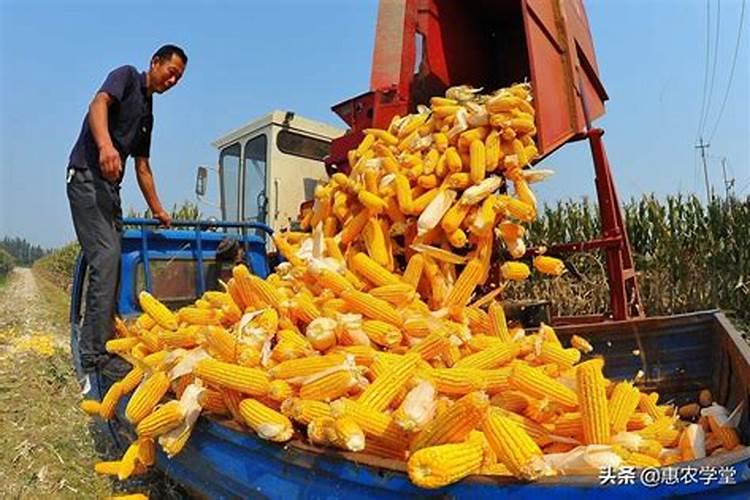金正大控释玉米专用肥261212多少钱一吨