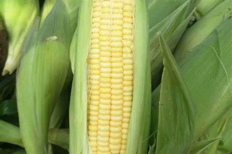 住商肥料玉米专用肥价格多少