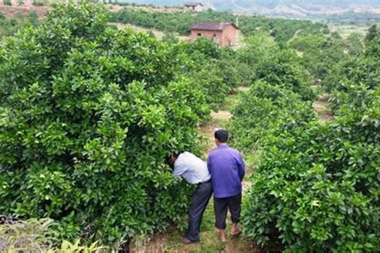 柑桔树病叶变薄,斑点变黄褐色坏死,是缺钼的症状吗？