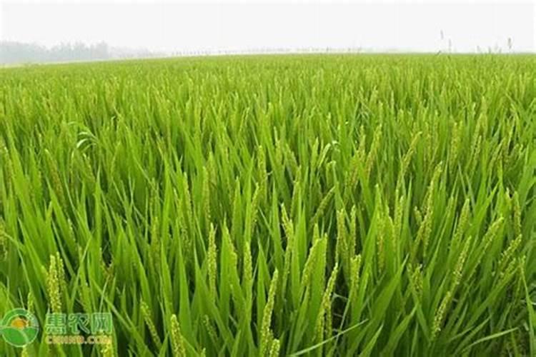 水稻插秧后几天施肥 水稻插秧后几天可以施肥