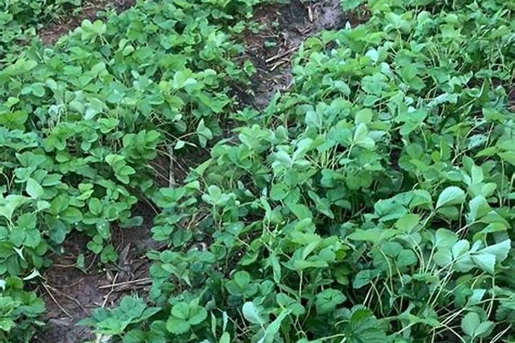 冬天栽牡丹怎样浇水