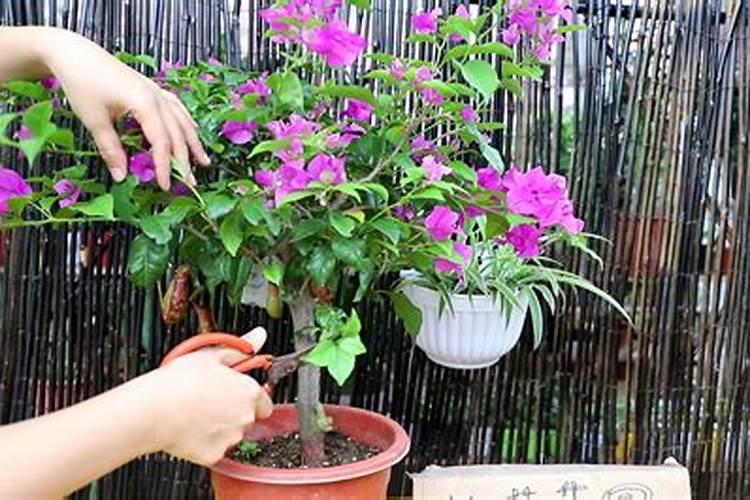 本人想种植龙眼树,那个品种龙眼树苗好？