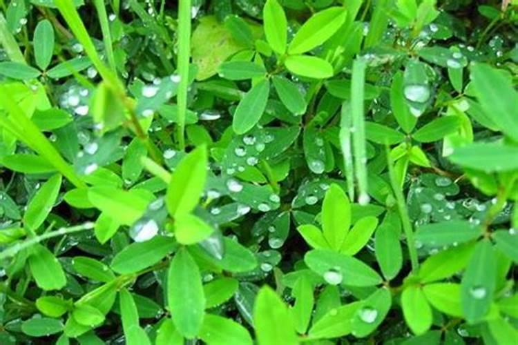 花草树木施肥时应该注意什么？