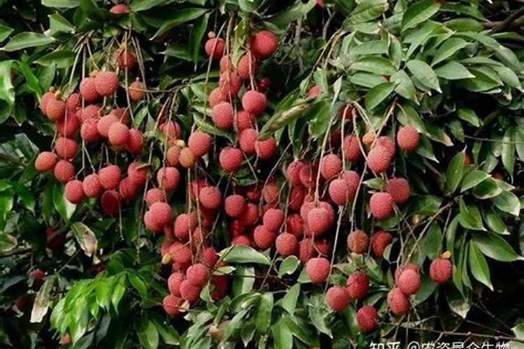 番茄中后期用什么肥料膨果啊