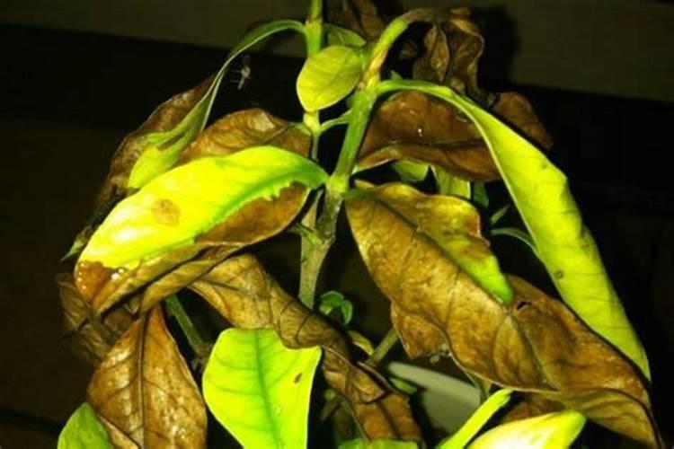有没有抑制叶片发黄的肥料？
