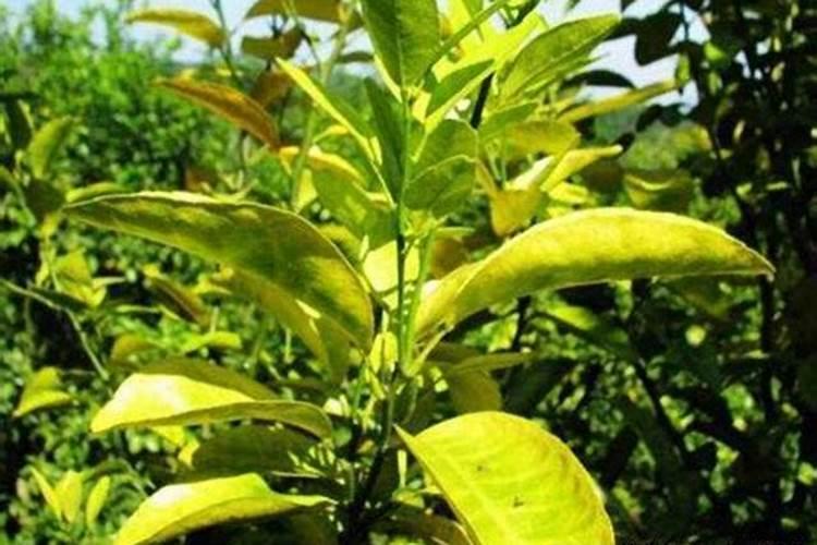 求助高手!种植辣椒得了叶枯病到底用什么药最好？