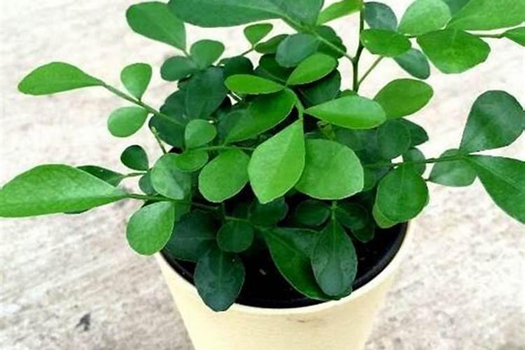 硅肥在水稻什么时期使用