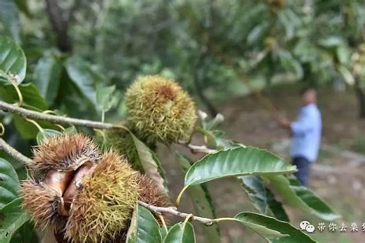 板栗膨果打什么叶面肥好