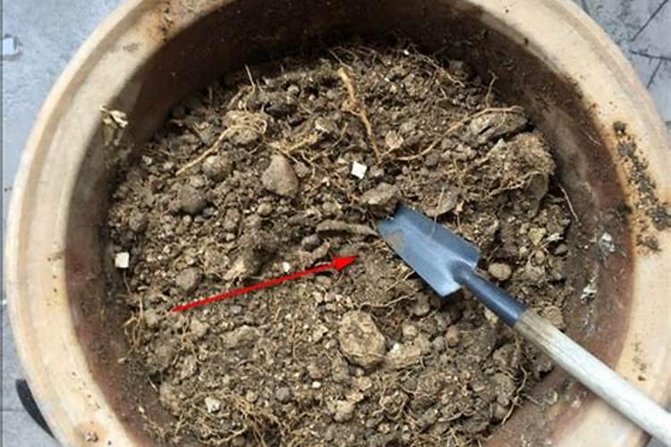 饥荒海难肥料怎么获得