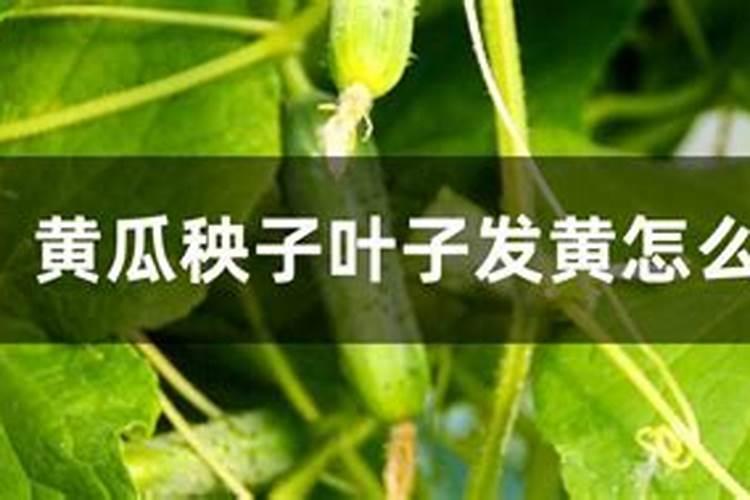 波尔多液混用的杀虫剂有哪些