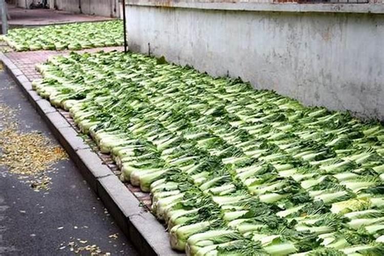 什么是铵态氮肥？