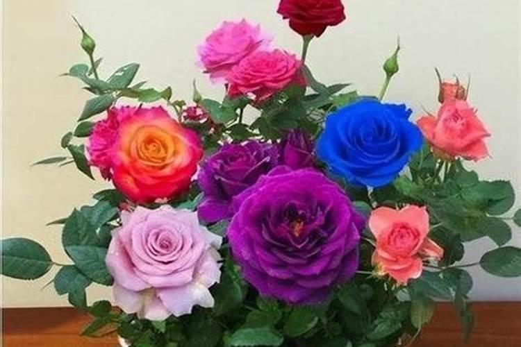 种芹菜用什么肥料