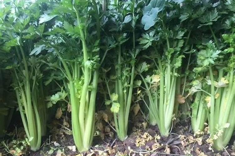 香芹的种植方法及技术要点