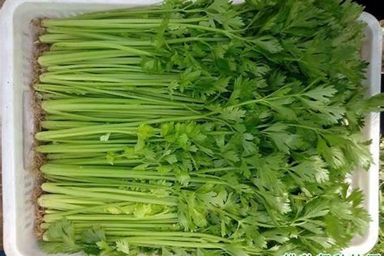 香芹的种植方法及技术要点