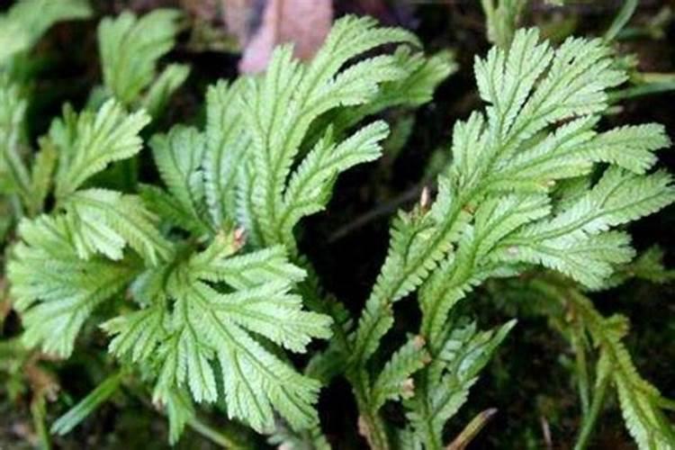 空气成分中可做气体肥料的是