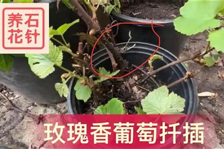 葡萄什么时候施肥