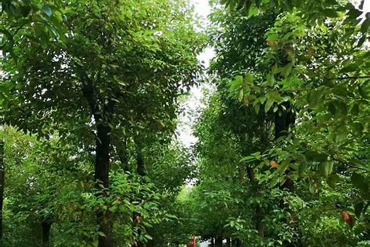 玉米施追肥用硫酸锌铵好吗？