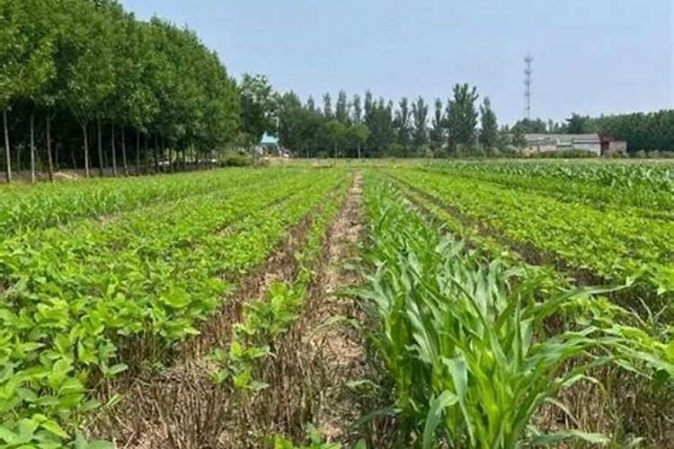 农大肥料是大品牌吗