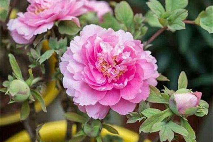 芍药花施什么肥最好