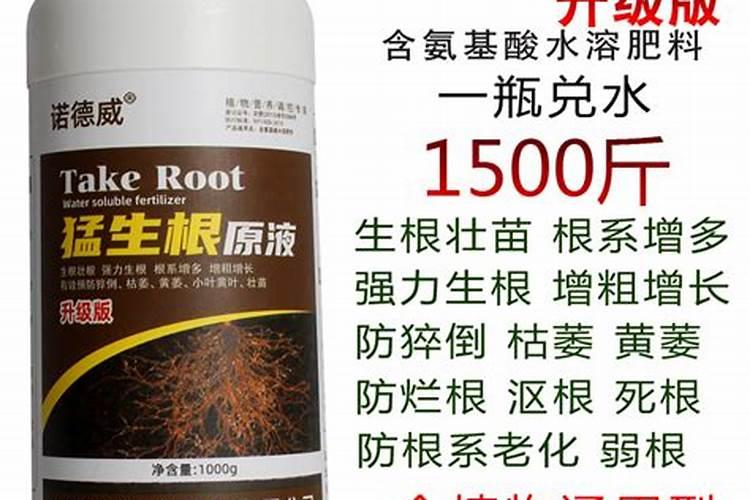 刚移栽的树能浇生根水吗