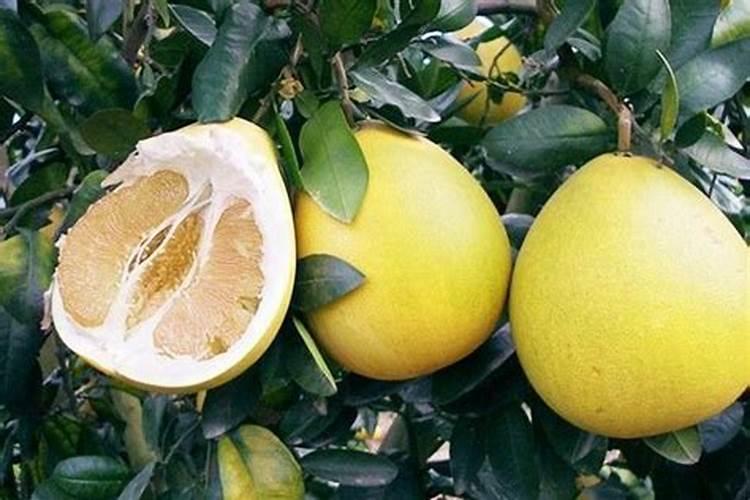 蜜柚膨果期施肥管理 施什么肥效果好