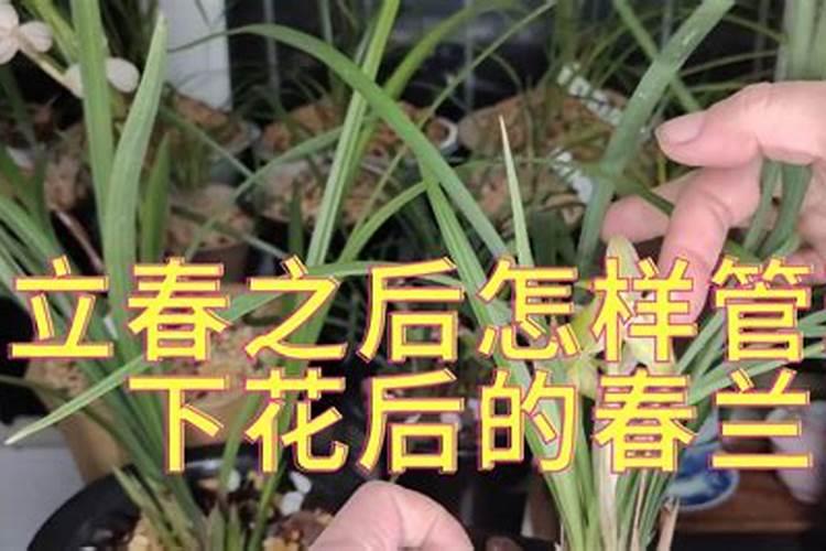 春兰春天如何施肥