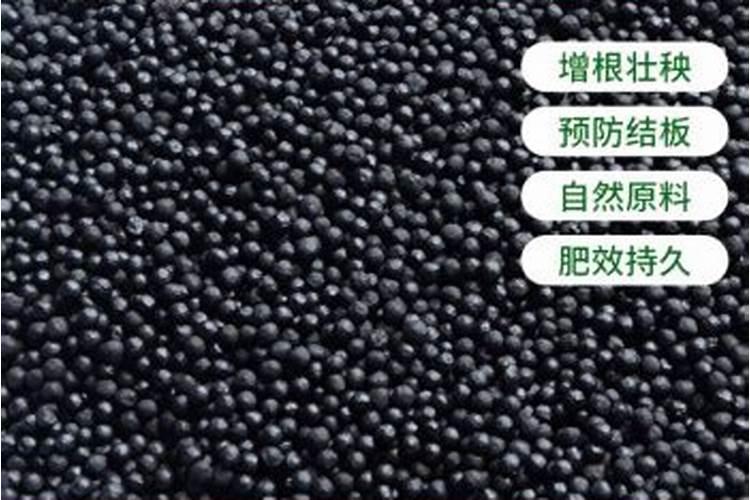 兰花怎么养 兰花如何浇水盆栽