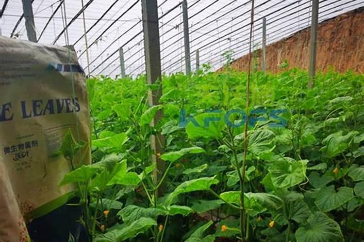 大白菜收获前几天停止浇水