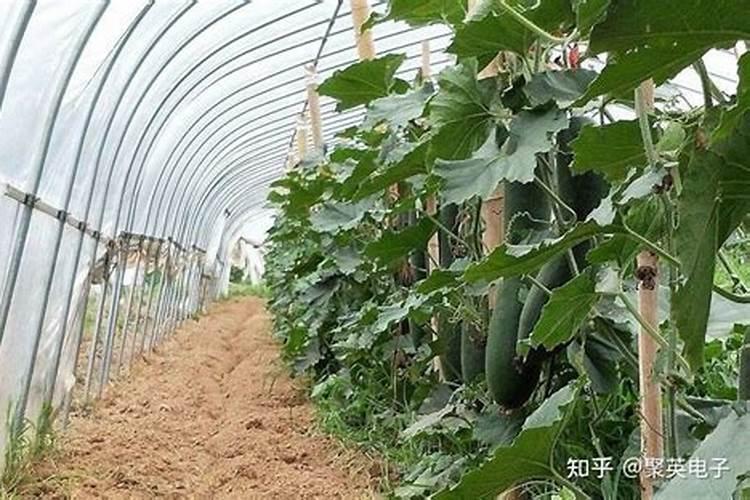 冬瓜底肥放什么肥好(底肥施用方法)