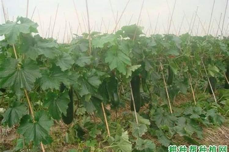 冬瓜施什么肥好
