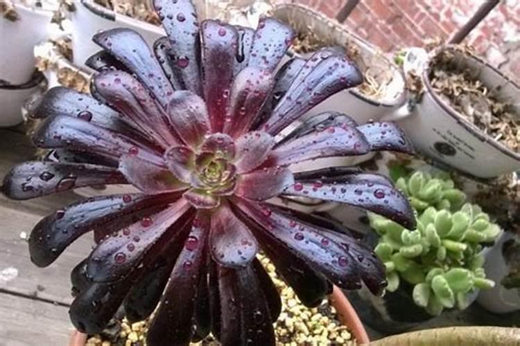 品牌榜:2024年水溶肥十大品牌排行榜 投票结果公布【新】