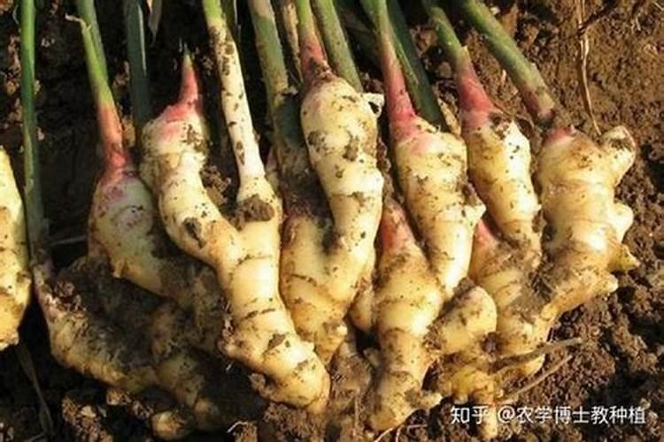 种大姜用什么肥料好