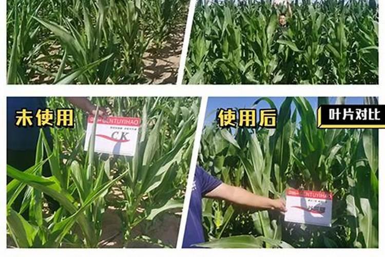 碱性肥料都有哪些