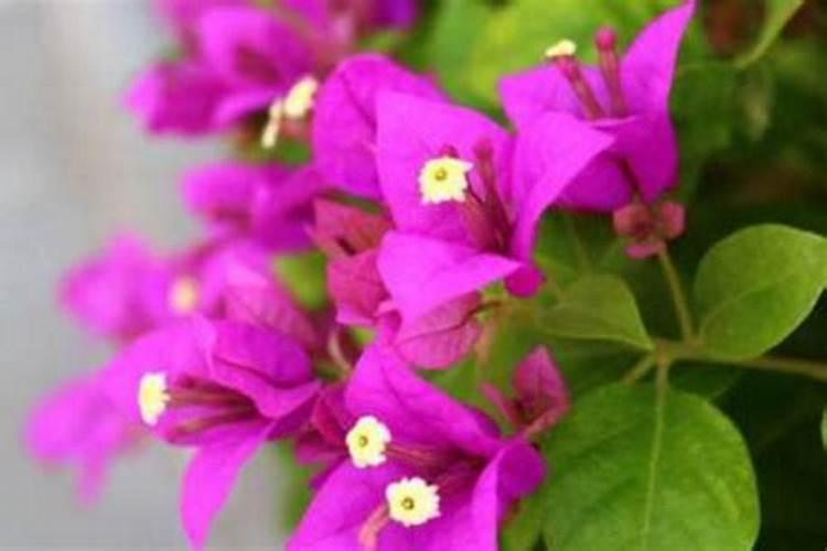 春天怎么养三角梅快速开花