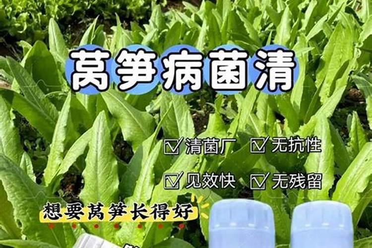室内植物需要喷水吗