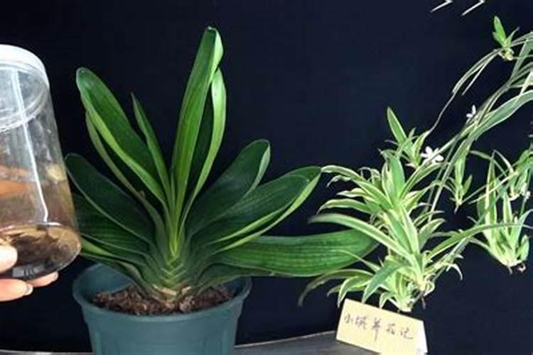 请问室内植物需要喷水吗