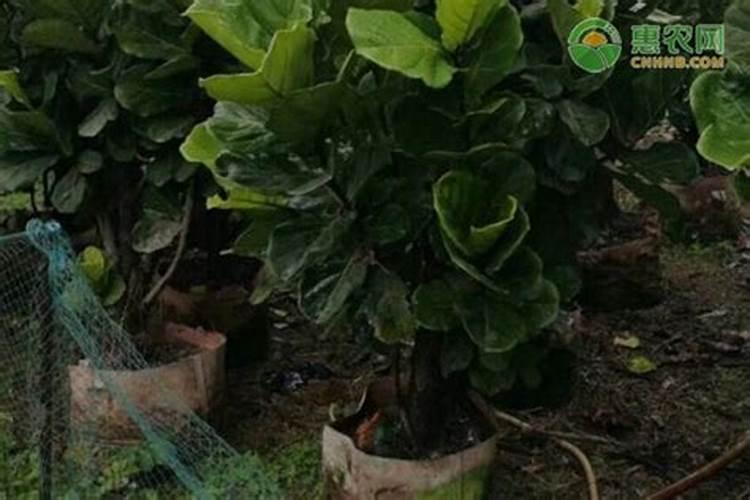 给花喷点它,虫子2天全死光,花朵猛开爆满盆!