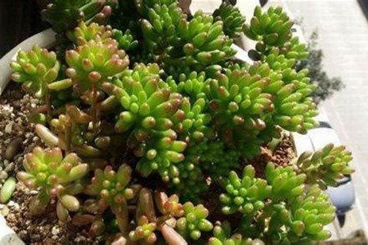 木耳菜苗从根茎部霉烂死亡是什么原因？