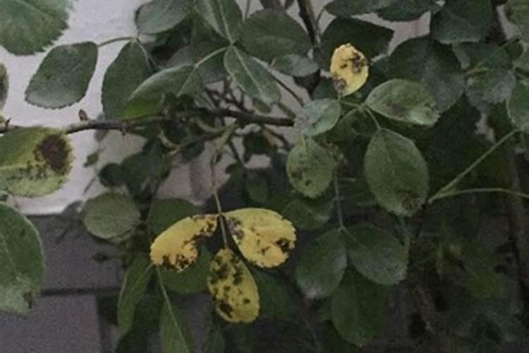 怎样防治蚜虫？