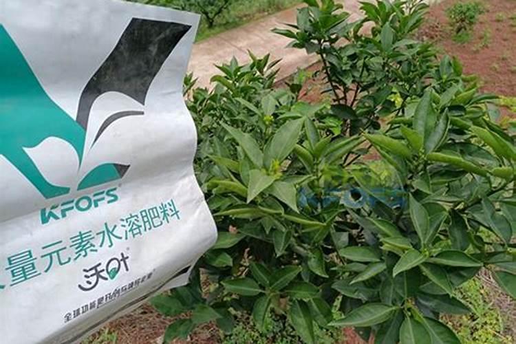 杨树施什么肥长得最快,怎么施肥？需要离树多远