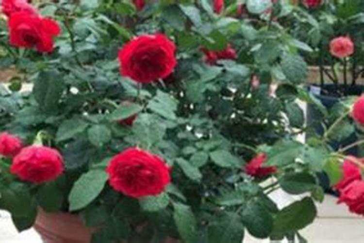 磷肥钾肥氮肥对植物有什么作用