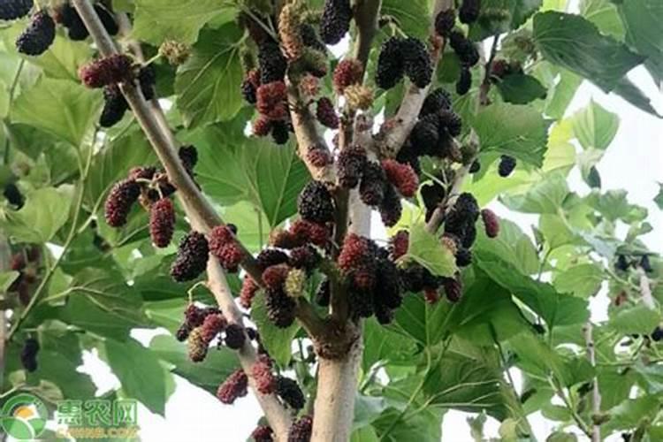 北五味子花期施肥管理方法