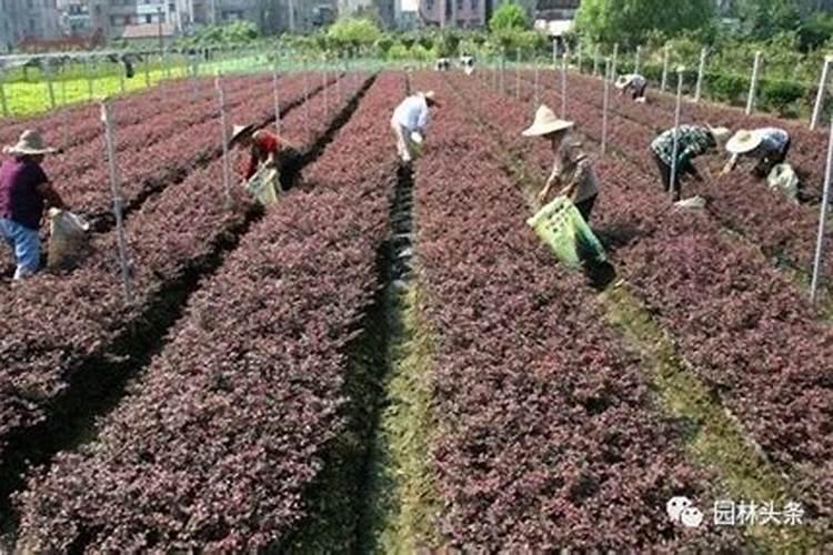 阳台种菜的泥土上有像霉菌一样的黄色斑点,是怎么回事,怎样解决？