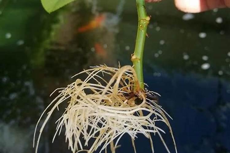 豆角可以和鱼炖在一起吗？