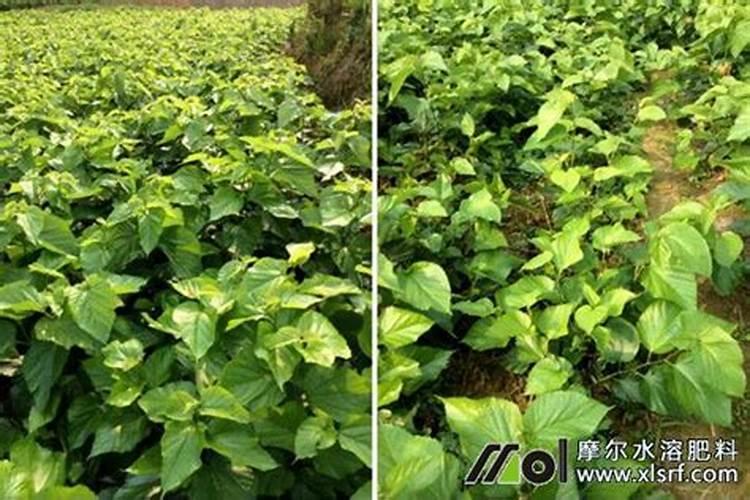 春天能结桑果的桑树如何施肥