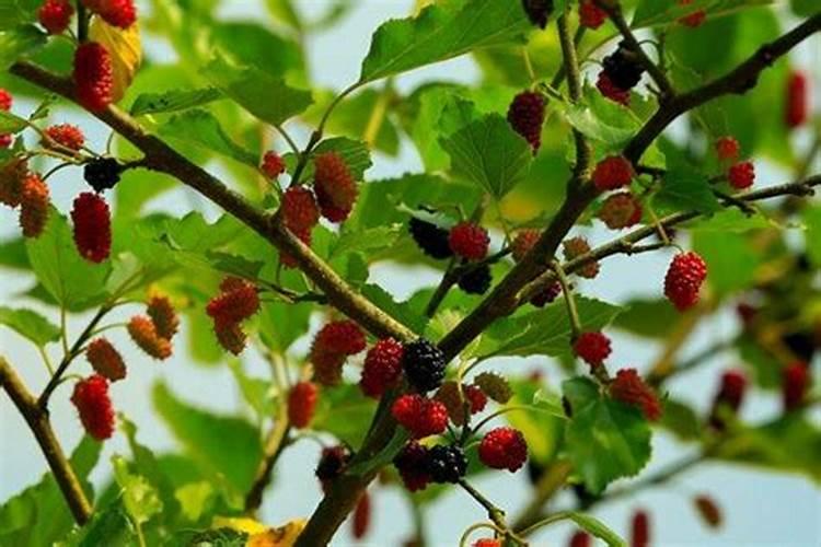 种红薯用什么肥料合适