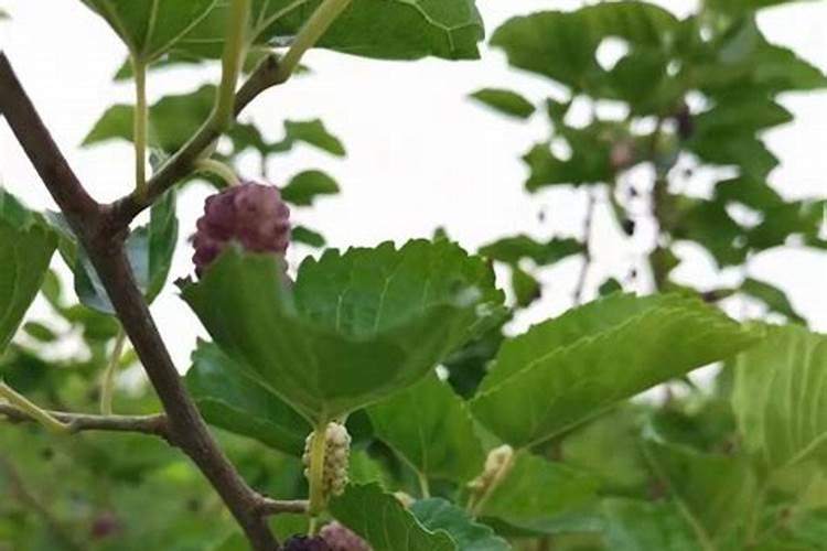 桑葚病虫害怎样治理