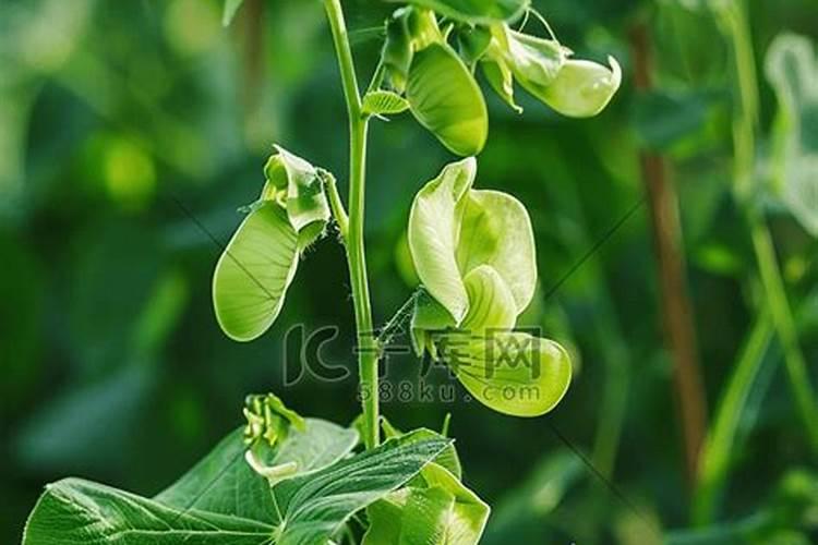 芹菜后期冲什么肥料好